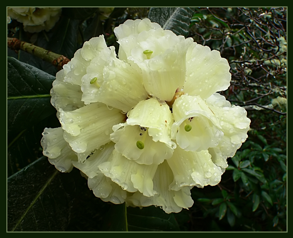 Fleurir usine fleur produire