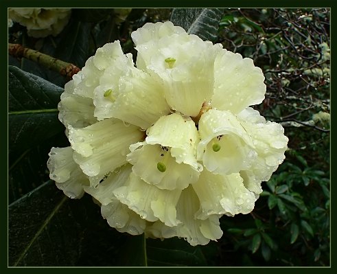 Blossom plant flower produce Photo