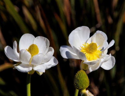 Nature blossom plant photography Photo