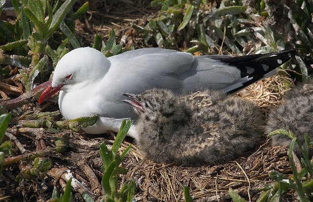 Nature bird seabird wildlife Photo