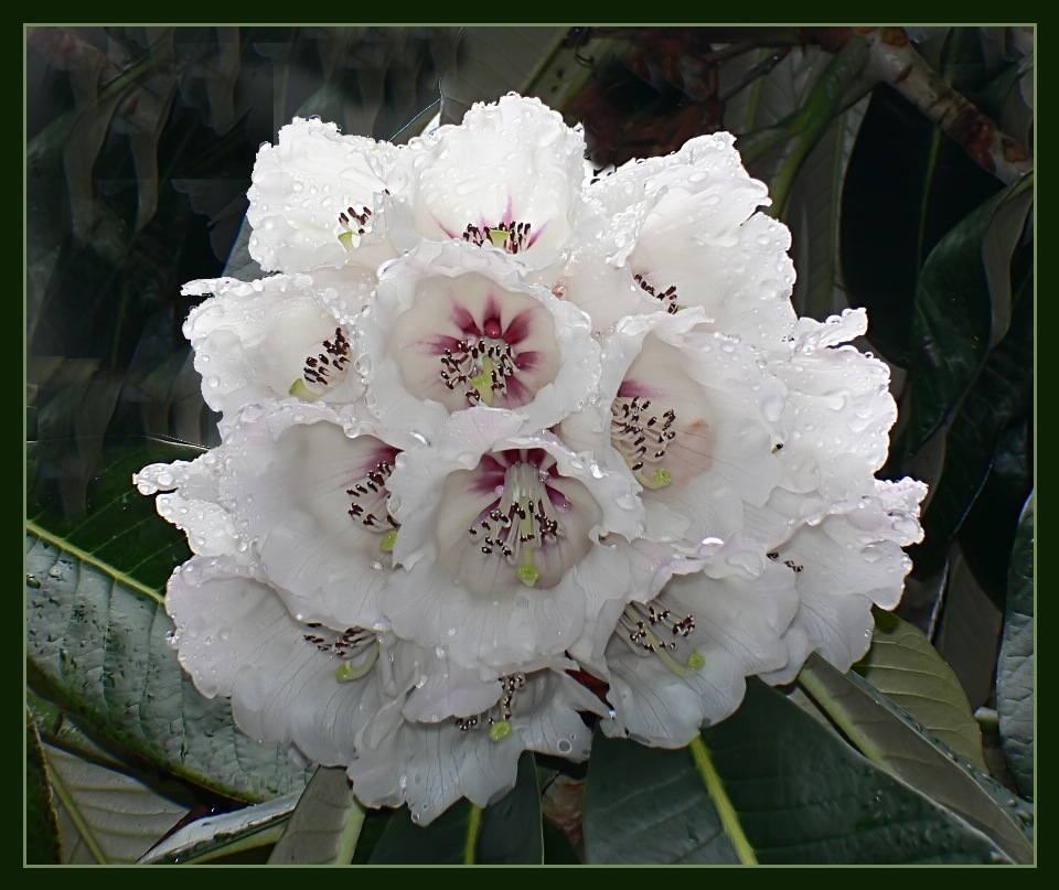 Blossom plant flower botany