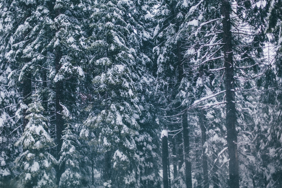 Baum wald zweig schnee