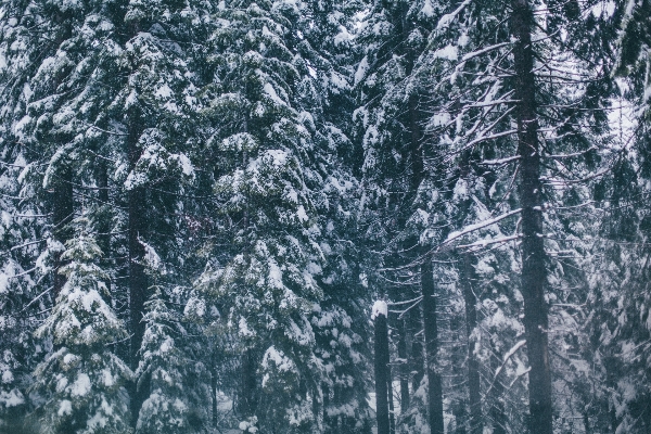 Foto Albero foresta ramo nevicare