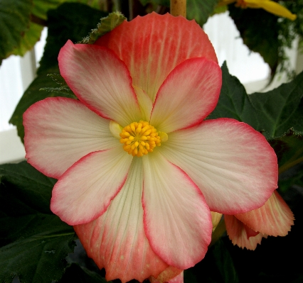 Plant flower petal red Photo