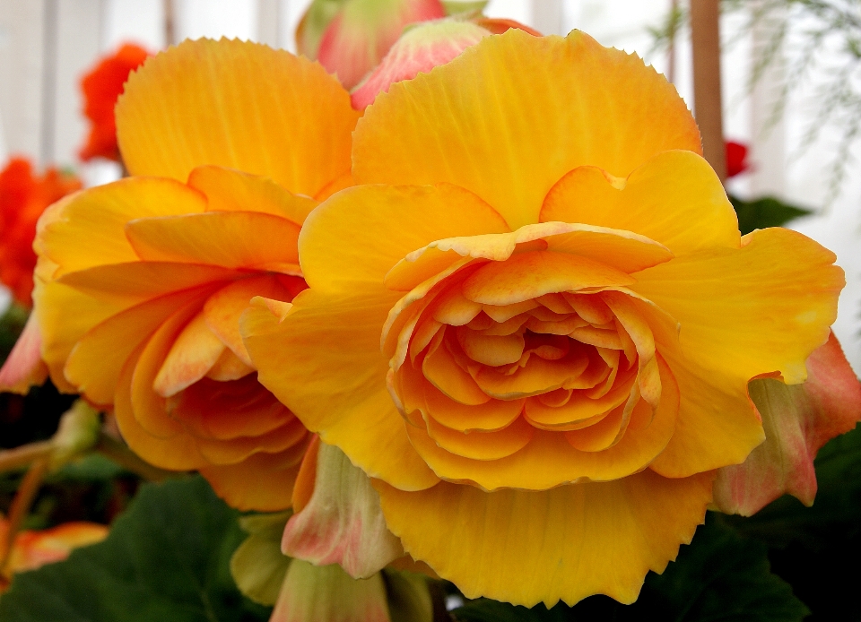 Planta flor pétalo amarillo