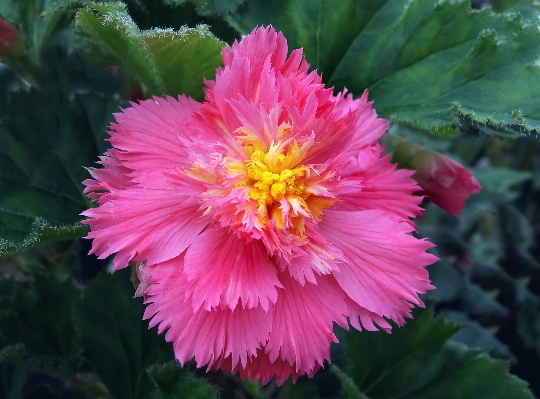 Plant flower petal botany Photo