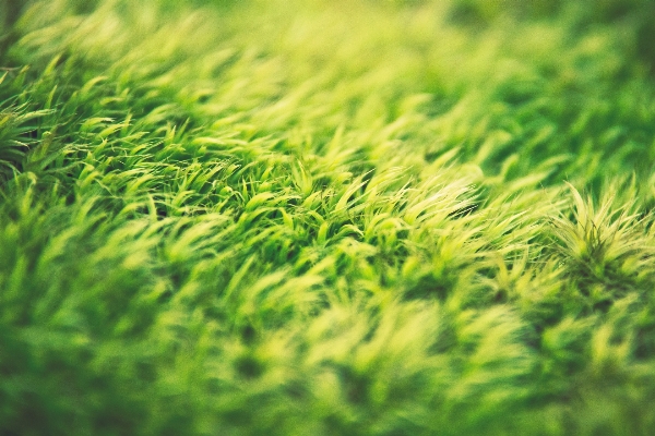 木 草 ブランチ 植物 写真