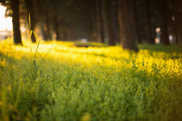 Tree nature forest grass Photo