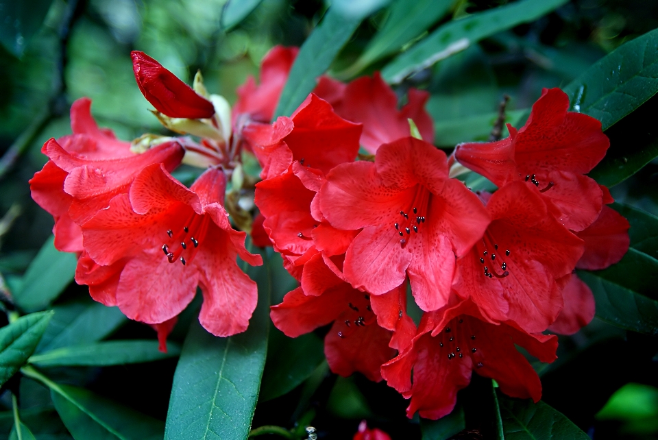 Blossom plant leaf flower