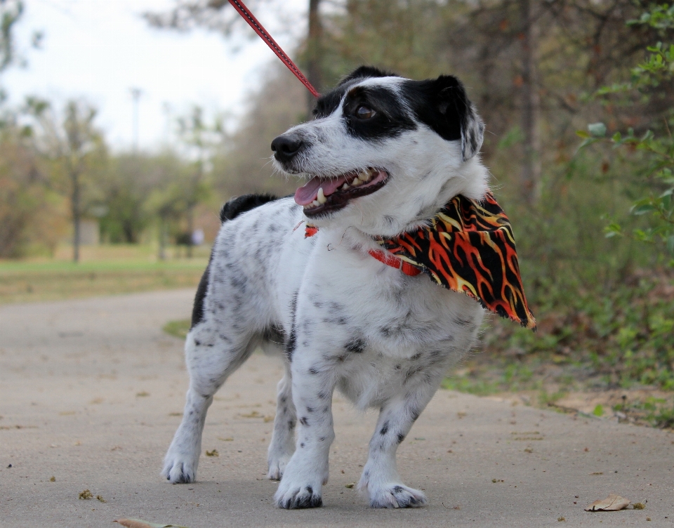 Cachorro mamífero vertebrado
 raça de cachorro
