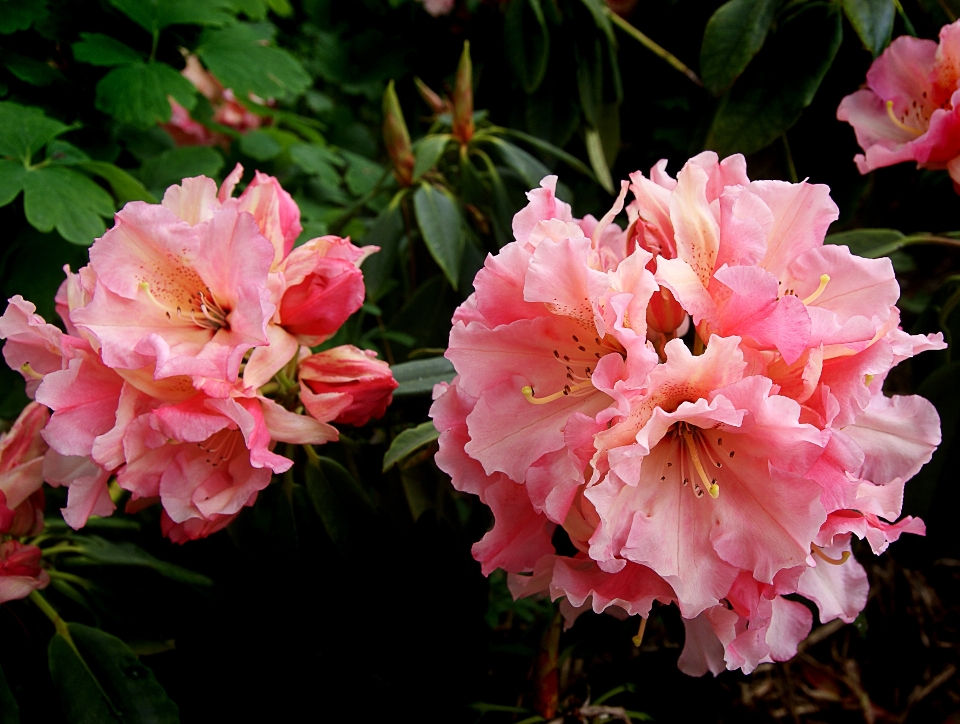 Blossom plant flower pink