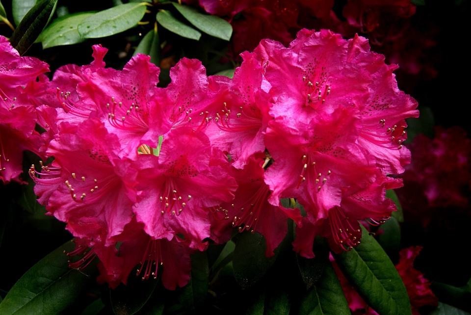 Blossom plant flower petal