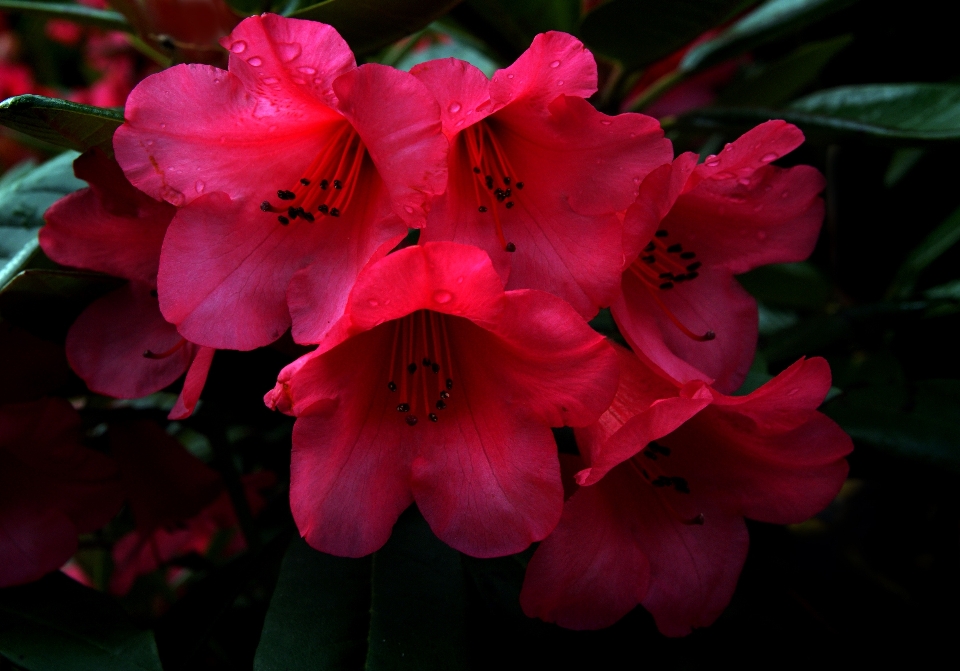 Blossom plant flower petal