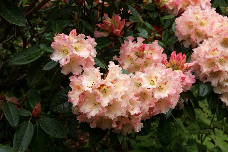 Blossom plant flower botany