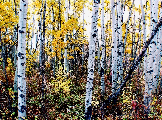 Tree forest branch plant Photo