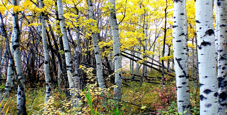 Tree forest branch plant Photo