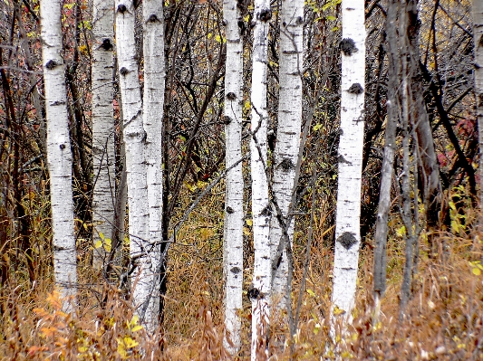 Tree forest branch plant Photo