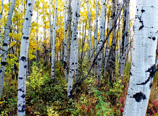 Tree forest branch plant Photo