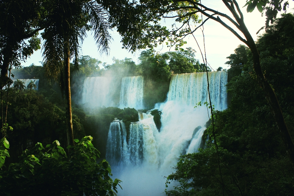 Tree water nature forest