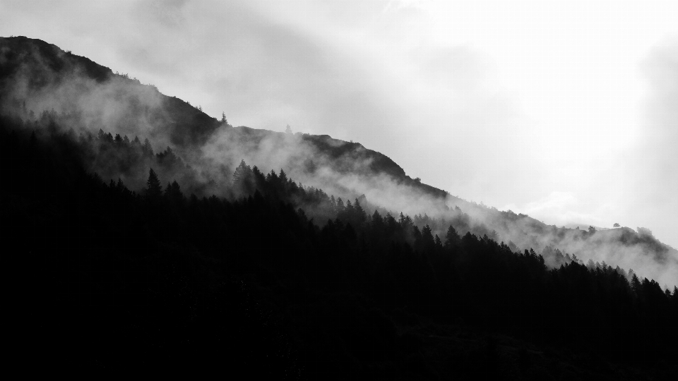 Albero natura foresta montagna