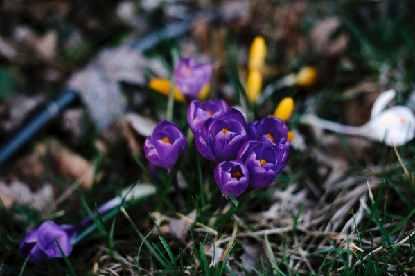 Nature blossom plant flower Photo