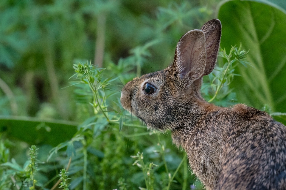 Grass flower animal wildlife