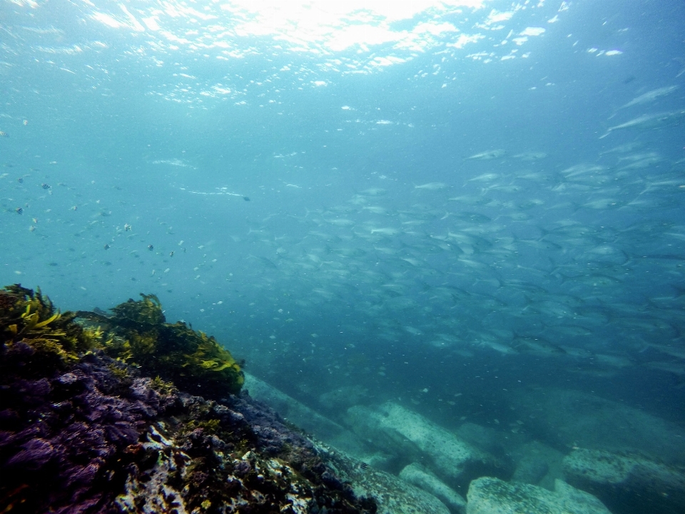 Mare oceano immersione sott'acqua