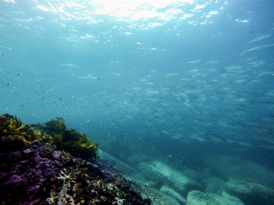 Sea ocean diving underwater Photo