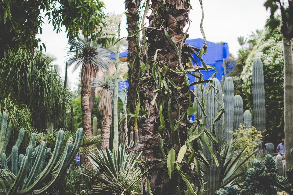 Plant palm tree flower jungle