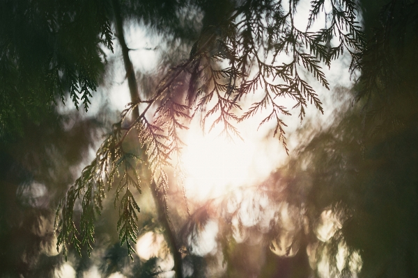 Baum natur wald zweig Foto