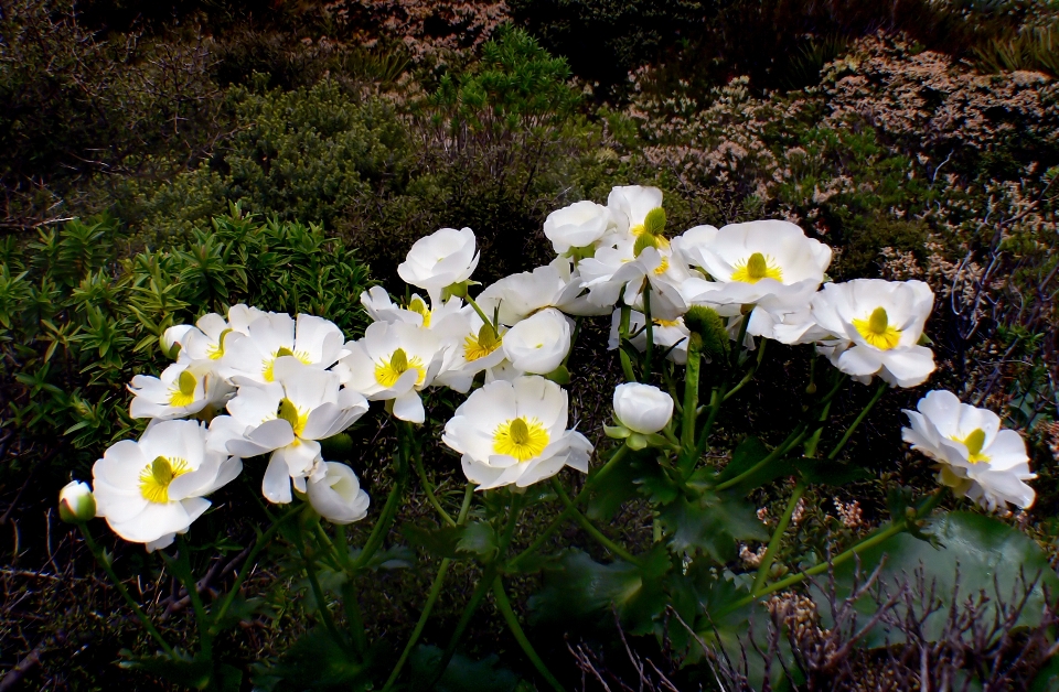 Natura fiore pianta prato
