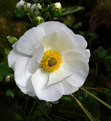 花 植物 花弁 植物学
 写真