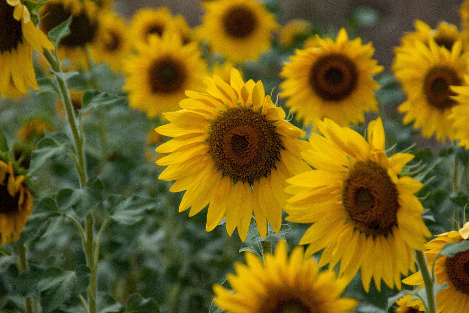 Anlage feld blume botanik
