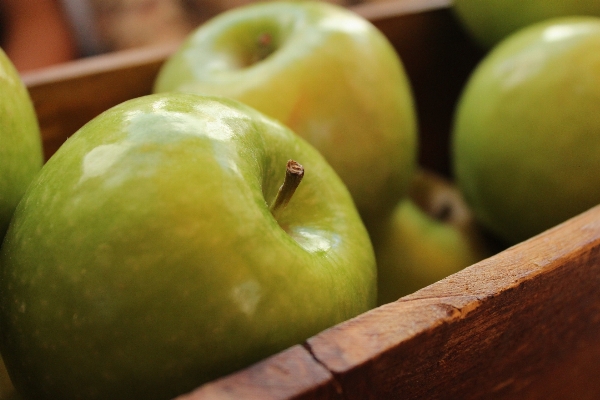 Apple plant fruit food Photo