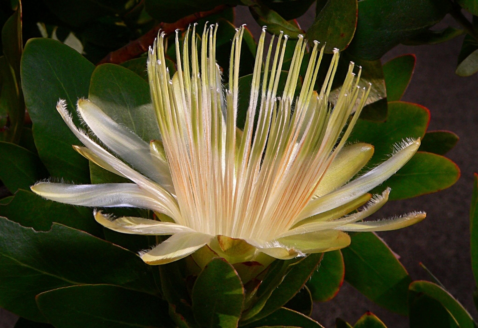 Natur blüte anlage blatt