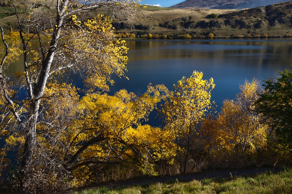 пейзаж дерево вода природа