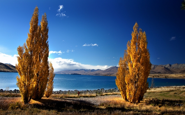 Landscape sea coast tree Photo