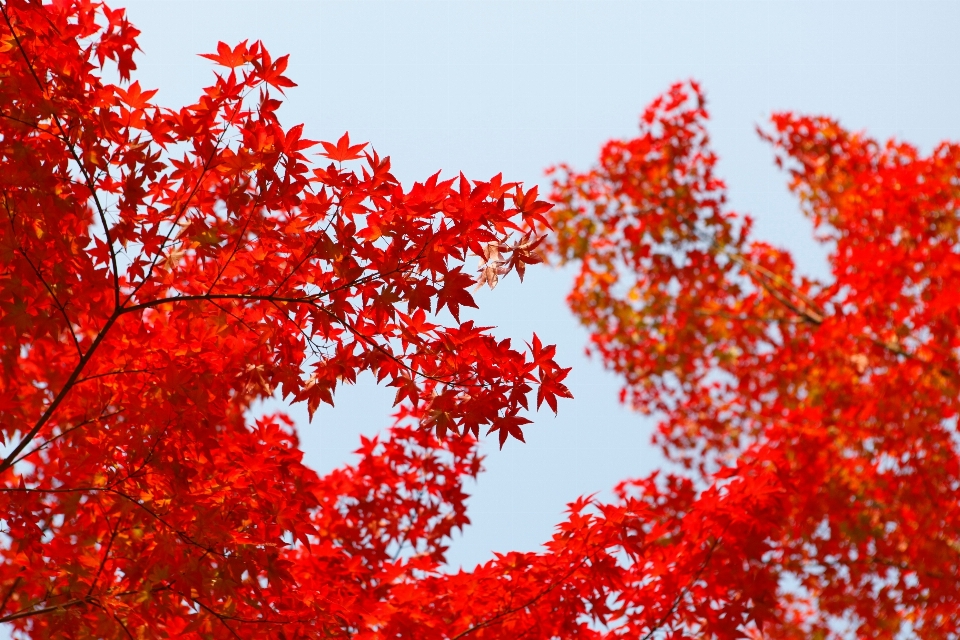 Baum zweig anlage sonnenlicht