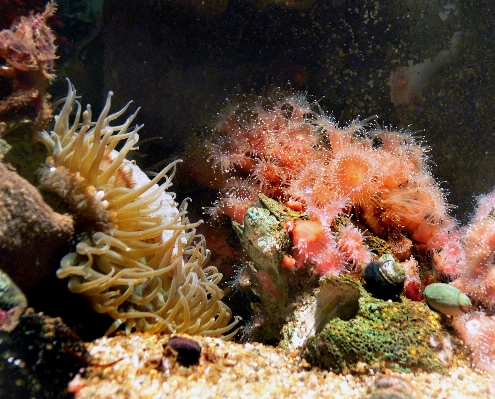 Underwater biology jellyfish fish Photo