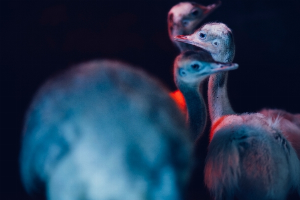 Bird dark beak blue Photo