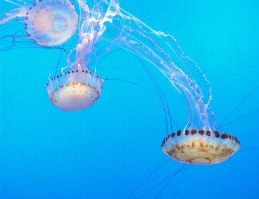 Underwater biology jellyfish fish Photo