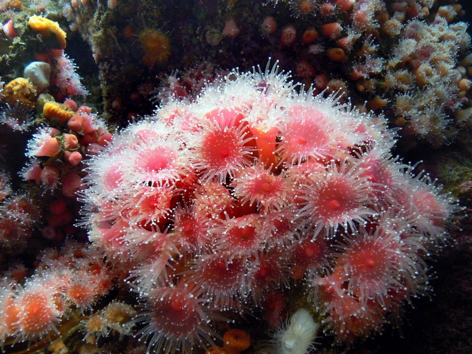 自然 水下 生物学 海蜇