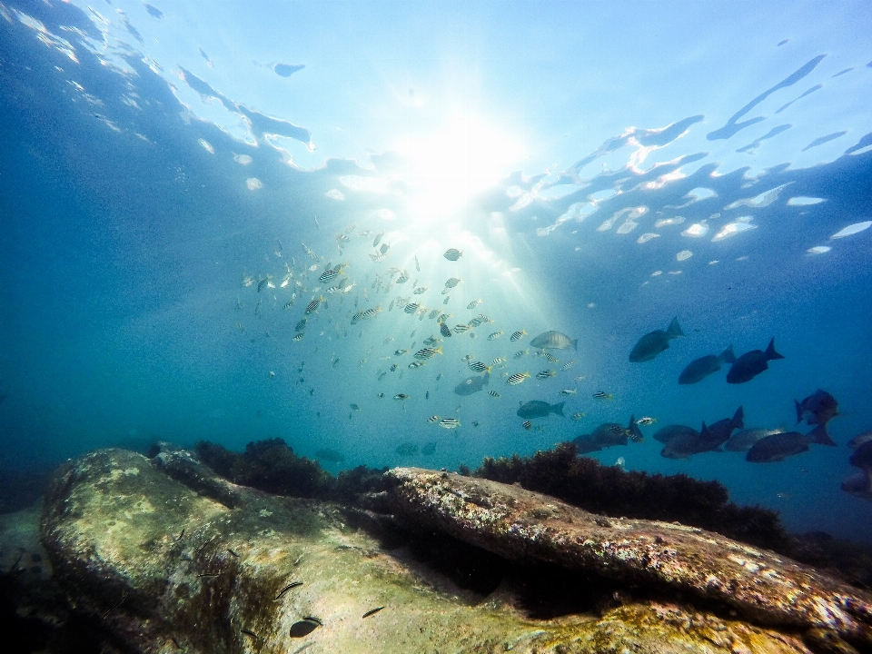 Mar oceano embaixo da agua biologia