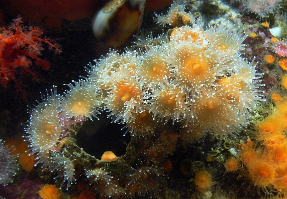 Nature underwater biology jellyfish Photo