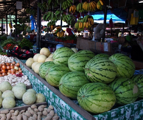 Foto Tanaman buah bunga kota