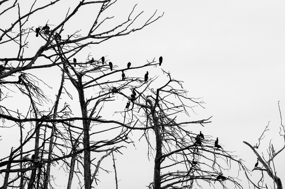 Tree branch black and white line