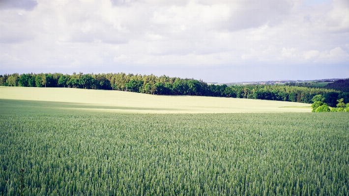 Landscape tree grass horizon Photo