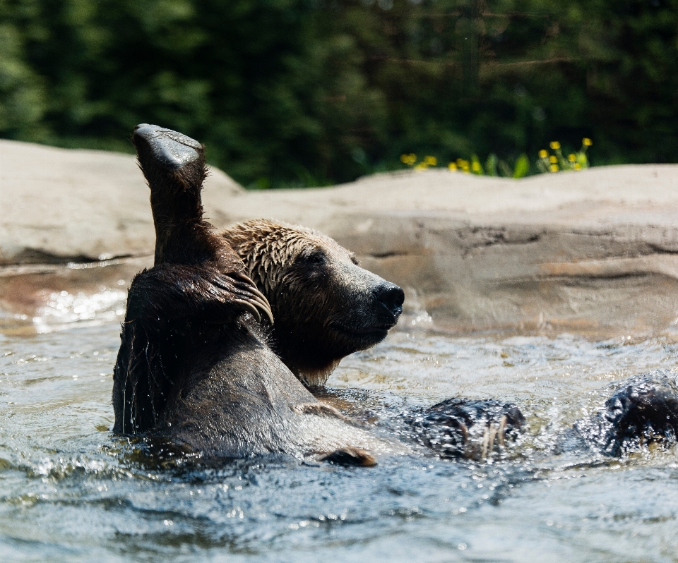 água jogar urso animais selvagens