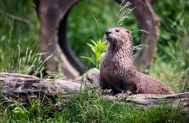 自然 濡れた 動物 野生動物 写真