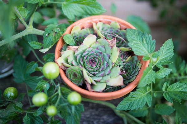 Anlage blatt blume rose Foto